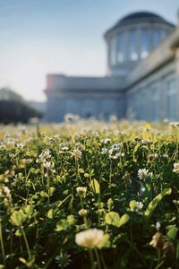 Close-up of flowering plants on field