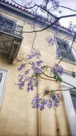 Low angle view of flowering plant on building