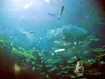 Fish swimming in sea