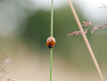Close-up of ladybug on stick