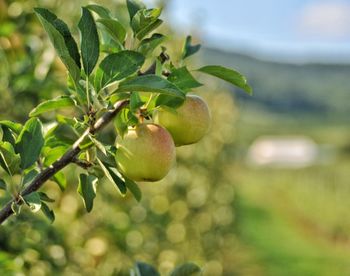 Close-up of apples growing on tree