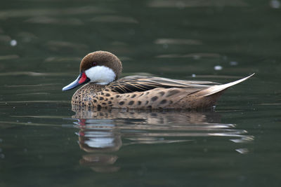 Close-up of duck swimming in lake