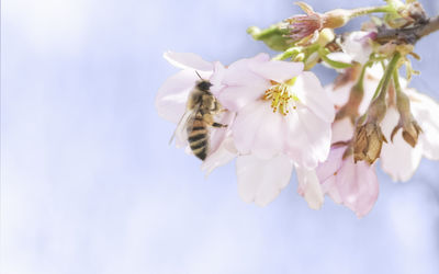 Close-up of bee pollinating flower