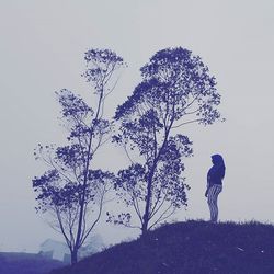 Bare trees against sky