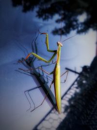 Close-up of insect on plant