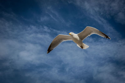 Low angle view of seagull flying in sky