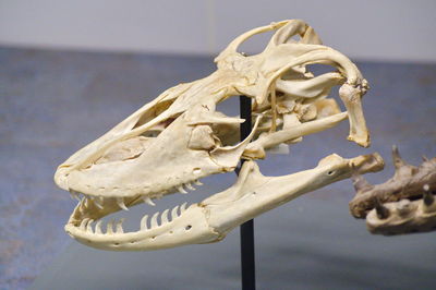 Low angle view of animal skull