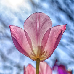 Close-up of pink flower blooming against sky