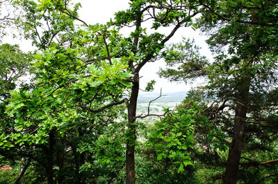 Low angle view of trees in the forest