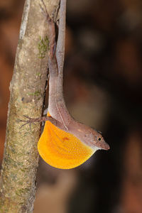 Close-up of lizard on tree trunk