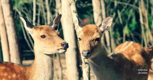 Close-up of deer on field