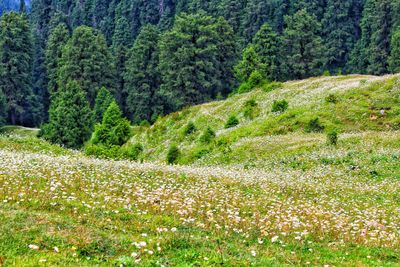 Scenic view of grassy field by trees