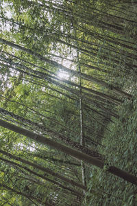 Low angle view of bamboo trees in forest