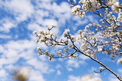 Low angle view of cherry blossom against sky