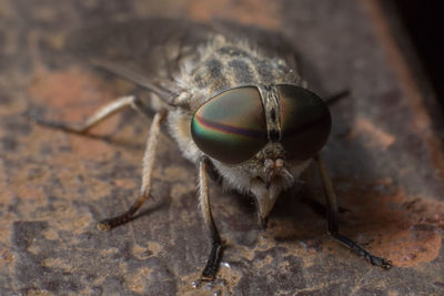 Close-up of fly