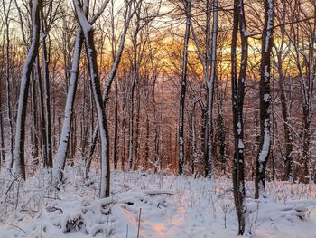 Bare trees on snow covered field in forest