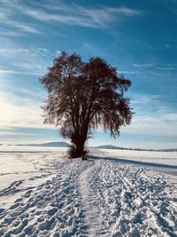 Tree on snow covered field against sky