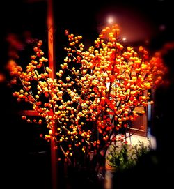 Close-up of tree at night