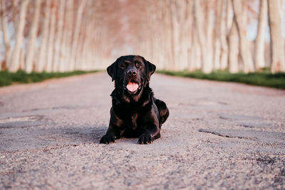 Portrait of a dog