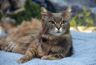 Close-up portrait of a cat