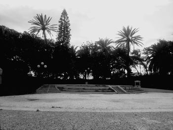 Trees along road