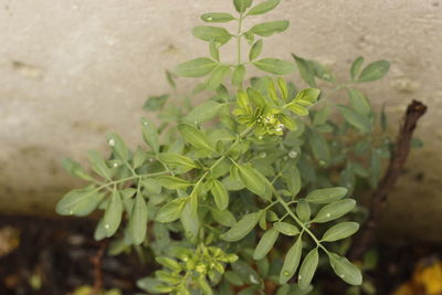 Close-up of fresh green plant