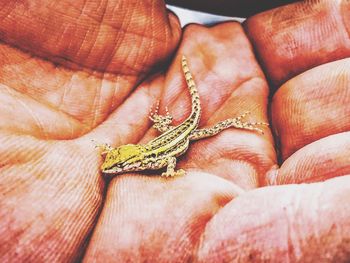 Close-up of person holding lizard