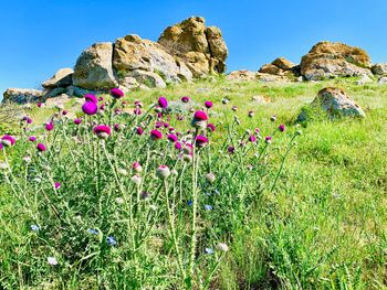 Scenic view of flowering plants on rocks against sky