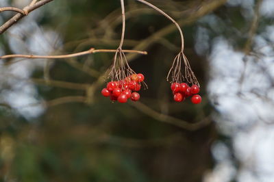 Close-up of red berries growing on tree