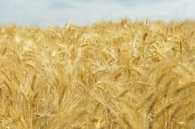 Close-up of wheat field against sky