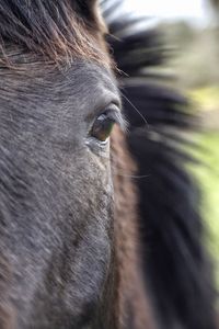 Close-up of horse