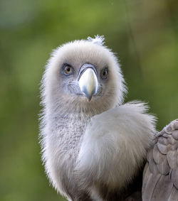 Close-up of bird