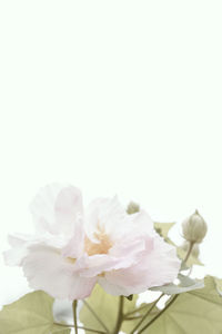 Close-up of white pink flowers against gray background