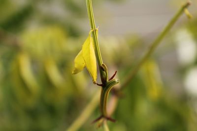 Close-up of flower bud