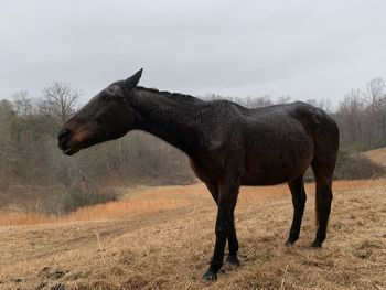 Horse standing in a field