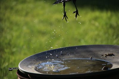Close-up of bird and water drops on barbecue grill