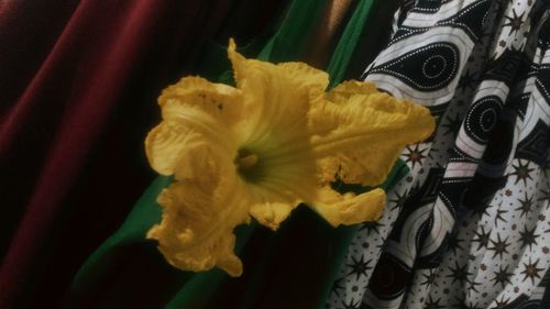 High angle view of yellow flowering plant