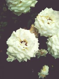 Close-up of white rose blooming outdoors