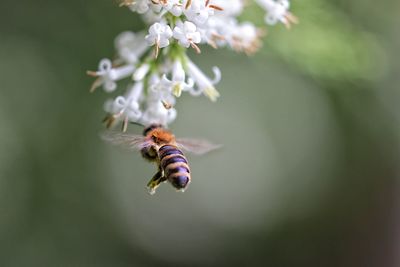 Close-up of bee pollinating flower