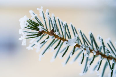 Close-up of dead plant on snow