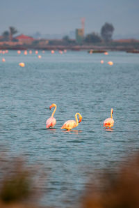 Swans on lake against sky during sunset