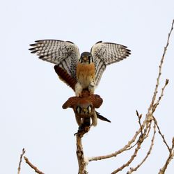 Low angle view of birds flying against sky