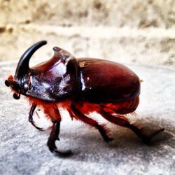 Close-up of insect on sand