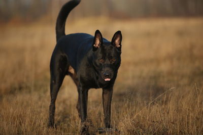 Portrait of black dog standing on field