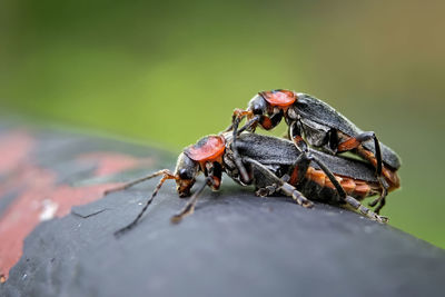 Close-up of insect