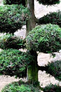 Close-up of plants growing on tree