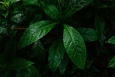 Close-up of green leaves
