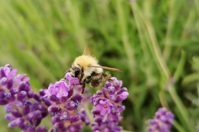 Close-up of bee on flower