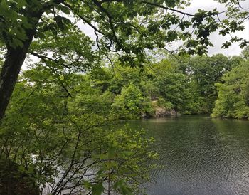 Scenic view of lake amidst trees in forest