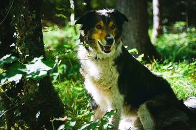 Portrait of dog on field